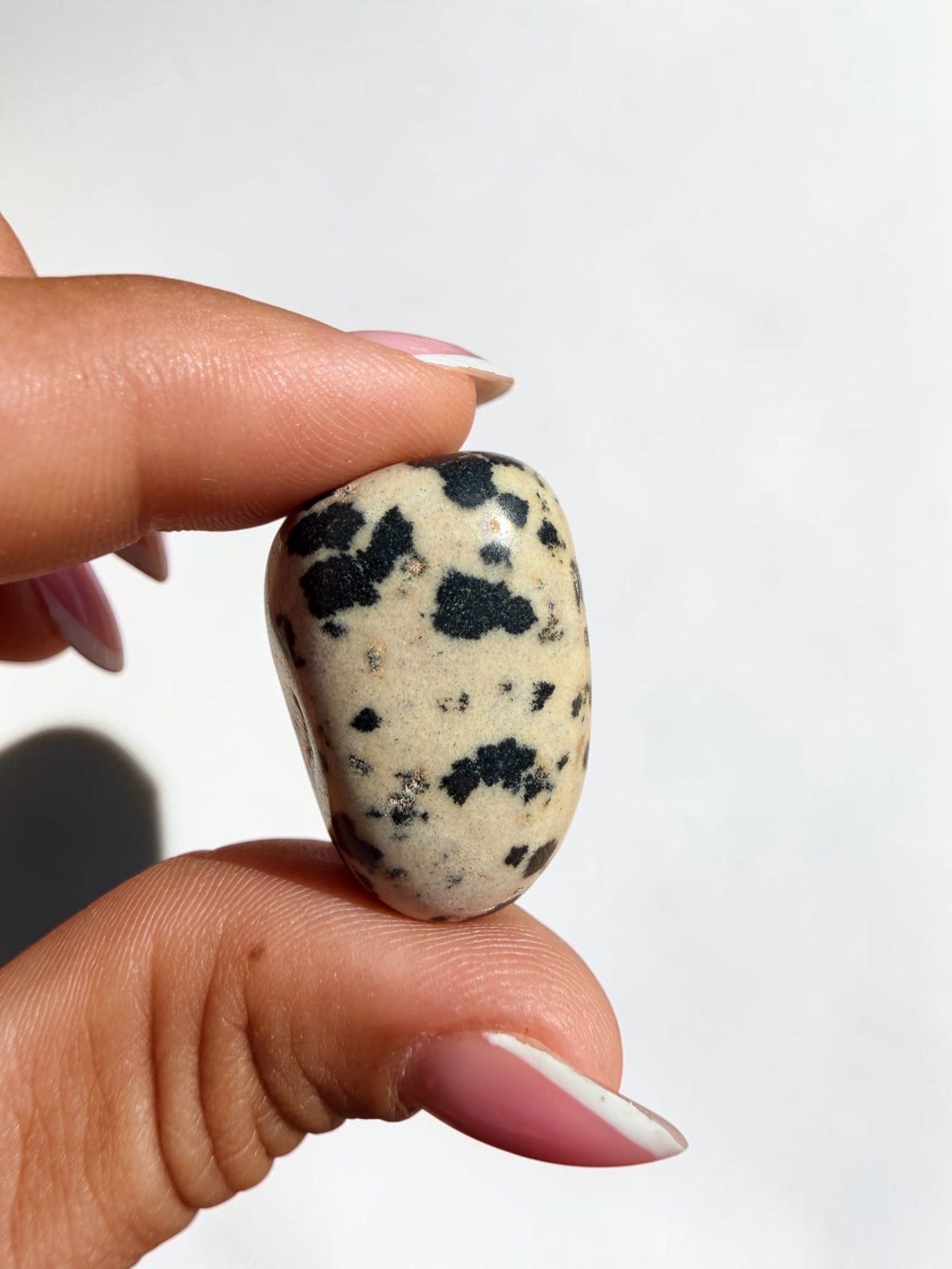 Diaspro Dalmata